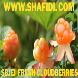 FRESH CLOUDBERRIES